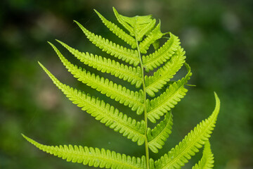 Symmetrical green fern frond capturing detailed natural pattern. © mssozib