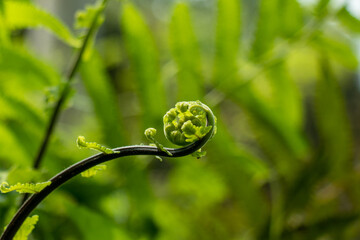Unfolding fiddlehead fern on dark stem within bright greenwood. © mssozib