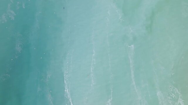 Drone shot of herring spawn with birds flying in the sky over turquoise water