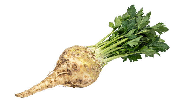 Fresh celeriac root vegetable with green leafy stems and textured beige skin isolated on a transparent background