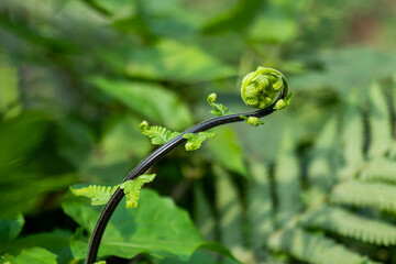 Young fern fiddlehead curls on dark stem in lush green forest. © mssozib