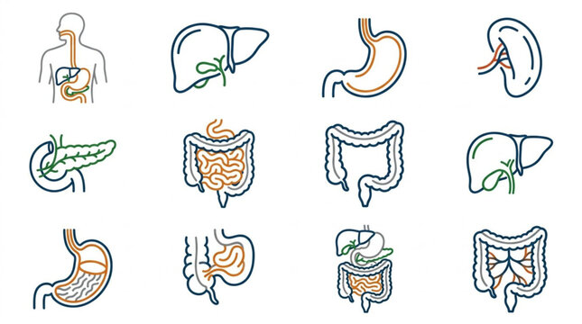 Illustrated human digestive system organs collection.