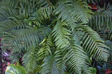 Lush green fern fronds creating a dense natural foliage texture in a shaded garden © gicku91