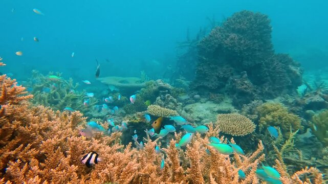 Vibrant coral reef flourishing with a school of blue green chromis and diverse marine life, creating a lively ecosystem in the clear tropical ocean waters of Fiji