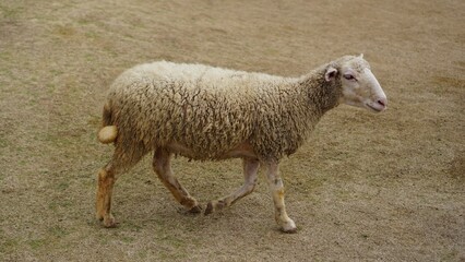 Naklejka premium sheep in a field