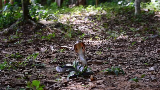 Monocled Cobra, Naja kaouthia,Naja kaouthia Lesson,Monocled cobra in rainforest photography of venomous snake hooded in stance for wildlife safety advertising, educational website banner, and exotic r