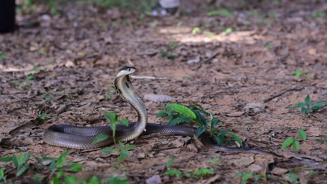 Monocled Cobra, Naja kaouthia,Naja kaouthia Lesson,Monocled cobra in rainforest photography of venomous snake hooded in stance for wildlife safety advertising, educational website banner, and exotic r