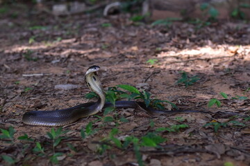 Fototapeta premium Monocled Cobra, Naja kaouthia,Naja kaouthia Lesson,Monocled cobra in rainforest photography of venomous snake hooded in stance for wildlife safety advertising, educational website banner, and exotic r
