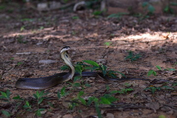 Fototapeta premium Monocled Cobra, Naja kaouthia,Naja kaouthia Lesson,Monocled cobra in rainforest photography of venomous snake hooded in stance for wildlife safety advertising, educational website banner, and exotic r