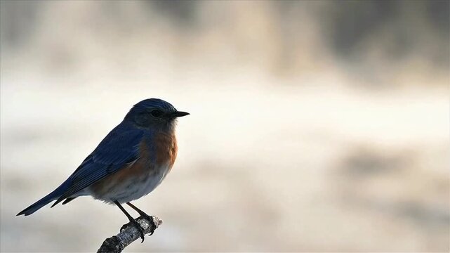 Beautiful Eastern Bluebird Singing on a Branch