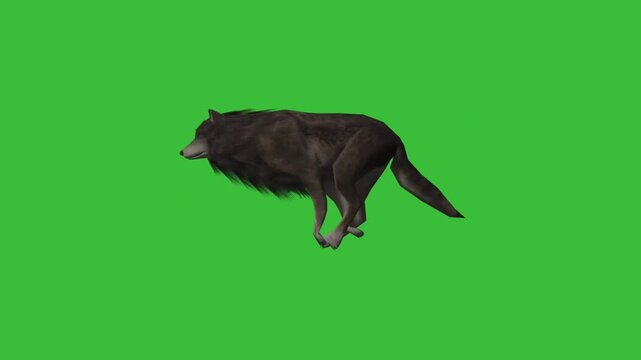 Black wolf running in 3D animation side view loop isolated on bright green screen background for keying