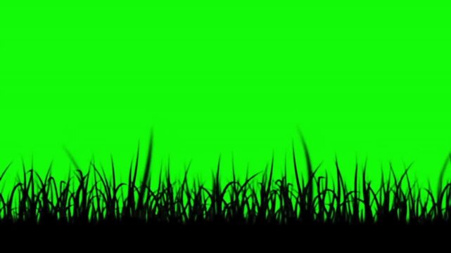 Animated black grass silhouette blowing softly in wind isolated on green screen background
