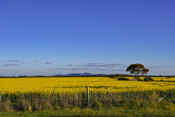 Obraz premium australian landscape with yellow canola fields west of Melbourne