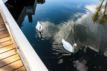 Two graceful white swans gliding serenely across calm dark water, reflecting cloudy sky and surrounding trees near a rustic wooden bridge walkway in a peaceful summer city park © PhotoChur