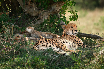 Protective Cheetah Mother Namunyak Keeping Watch Over Her Sleeping Cubs, Maasai Mara and Serengeti Border © Lins Louis