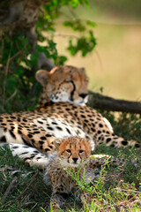 Wild Cheetah Cub with Mother Namunyak Resting in the Background, Maasai mara Safari © Lins Louis