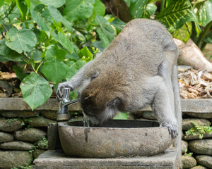 Naklejka premium monkey in the zoo