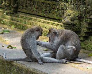 mother and baby monkey © 지수 최