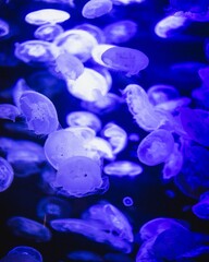 jellyfish in the water © Jacob