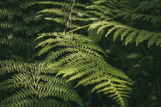 green fern leaf