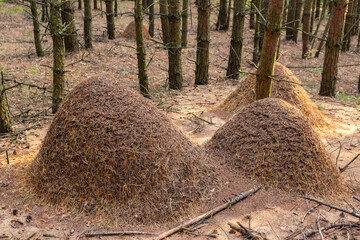 Several large anthills built of pine needles and twigs located on the forest floor among young pine trees in a natural woodland habitat, showcasing active insect home architecture. Central Russia © PhotoChur