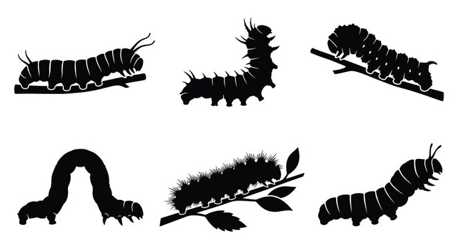 Caterpillar silhouettes depict various larval forms in a black vector style