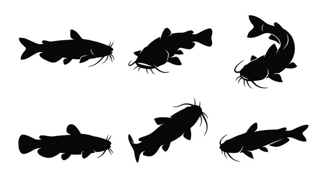 Catfish silhouettes depict various swimming poses against a white background