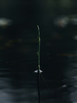 Single blade of grass emerging from dark water with reflections.