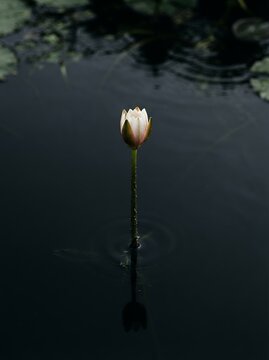 Single Water Lily Bud Emerging from Dark Water.