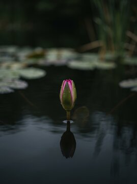Single Water Lily Bud Reflecting in Dark Water.