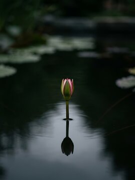 Single Water Lily Bud Reflecting in Calm Water.