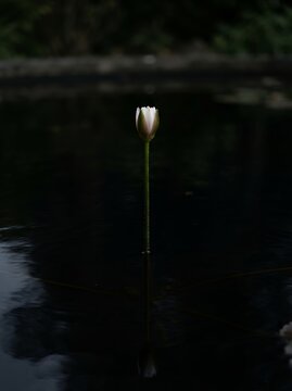 Single White Water Lily Bud Emerging from Dark Water.