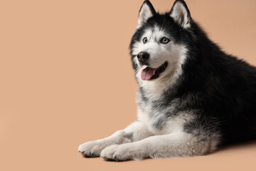 Pet care and companionship, Siberian husky dog with heterochromia eyes lying down on a neutral beige background for animal welfare and veterinary themes © Pixel-Shot