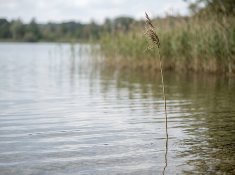 Peaceful lake with reeds and calm water surface.