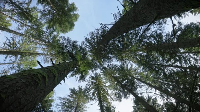 Looking up at tall pine trees in a forest on a sunny day with blue sky, slow motion, low angle view.