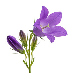 Obraz premium Single purple bellflower with buds on transparent background isolated for floral design projects