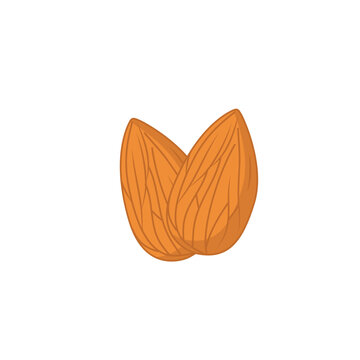 Two Brown Almond Nuts with Textured Skin Flat Vector Illustration

