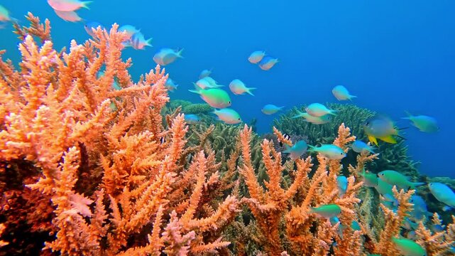 Vibrant damselfish and tropical fish are swimming among orange staghorn coral and diverse marine life, creating a dynamic underwater ecosystem in the crystal clear waters of Fiji's Rainbow Reef