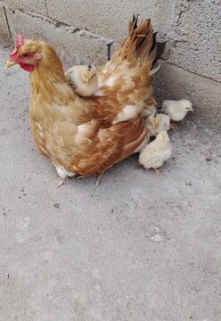 free range chicken