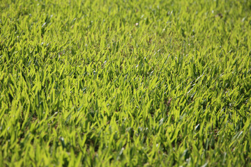 Obraz premium Green grass lawn background texture.