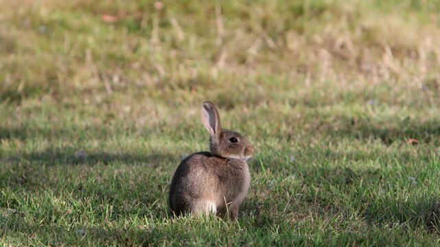 A European Rabbit Oryctolagus cuniculus resting in shade on a hot Summer evening. Wales. UK