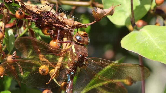 A Brown Hawker Dragonfly Aeshna grandis, hanging from vegetation in morning sun. Wales. UK