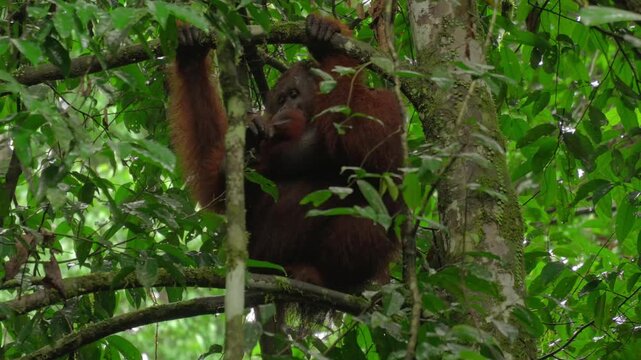 Large flanged male orangutan sits among branches and dense green foliage in the tropical rainforest of Danum Valley, Borneo.