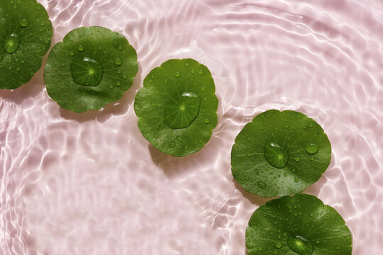 Green gotu kola leaves floating on clear rippling water, pink background
