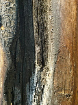 Close-up of a burned, charred wood texture with dark black patterns, natural cracks, and rustic grain. Perfect for background, design, and organic concepts.
