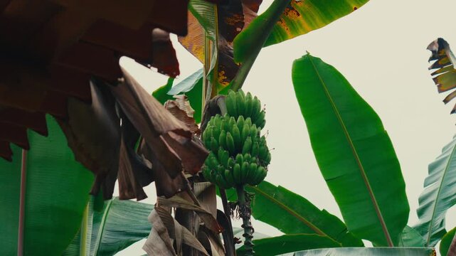 Close-up of green bananas growing on a plant with large tropical leaves under a red-tiled roof in Ecuador