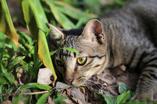 A cute tabby cat in a garden.