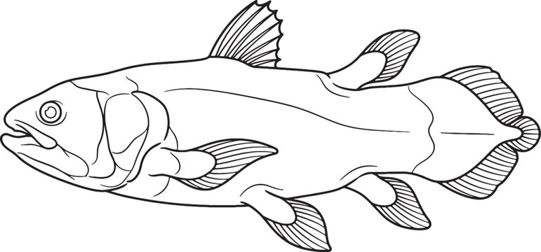 Precise black and white line art coelacanth illustration isolated