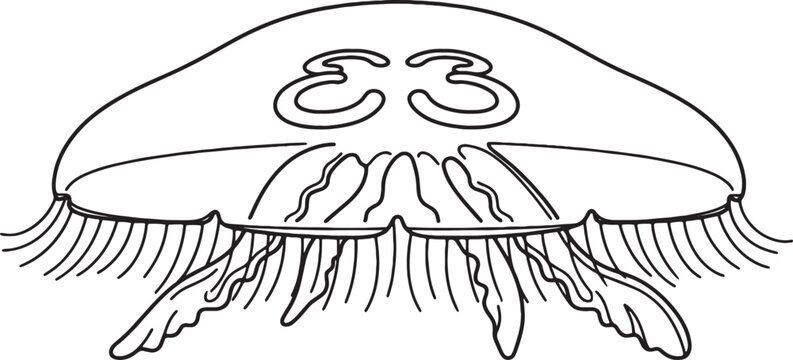 Educational line art moon jellyfish illustration on white background