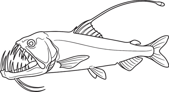 Educational black and white line art viperfish illustration